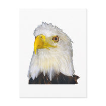 American Bald Eagle postcards