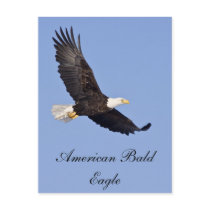 American Bald Eagle Post Card