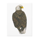American Bald Eagle Post Card