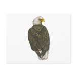 American Bald Eagle Postcard