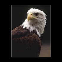 American Bald Eagle Postcard by mickeyelvis128 American Bald Eagle Postcard