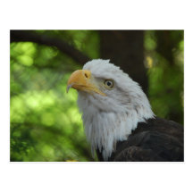 American Bald Eagle Postcard