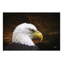 American Bald Eagle Print - Buy,then Frame it Photo Print