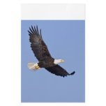 American Bald Eagle Personalized Stationery