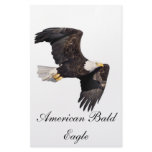 American bald Eagle Stationery Design