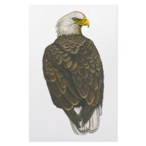 American Bald Eagle stationery
