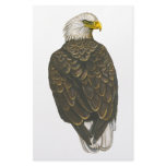 American Bald Eagle Personalized Stationery