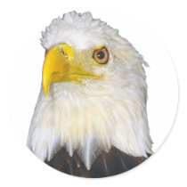 American Bald Eagle stickers