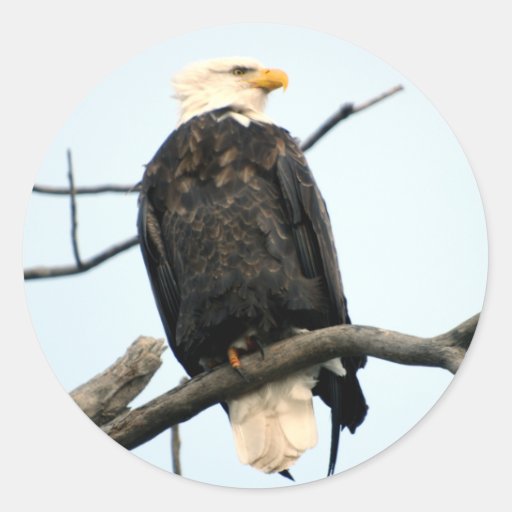 American Bald Eagle Sticker | Zazzle