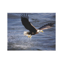 American Bald Eagle Stretched Canvas Print