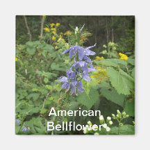 American Bellflower Magnet
