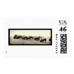 American Bison Buffalo Photo 1906 Postage Stamps