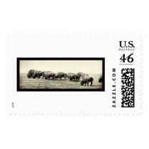 American Bison Buffalo Photo 1906 Postage Stamps