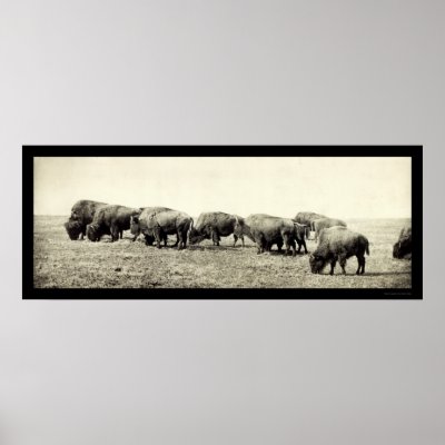 American Bison Buffalo Photo 1906 Poster by lc_panoramicphotos