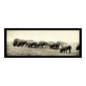 American Bison Buffalo Photo 1906 posters