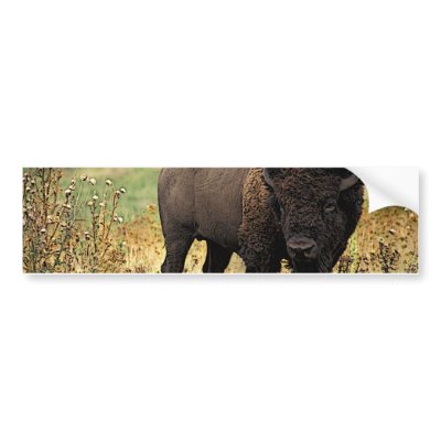 American Bison Bumper Sticker by carpidiem