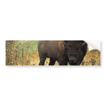 American Bison Bumper Sticker