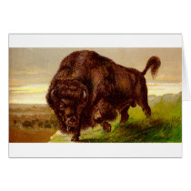American Bison Greeting Cards