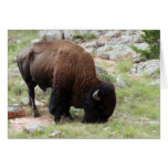 American Bison Grazing Greeting Card