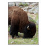 American Bison Grazing Greeting Card