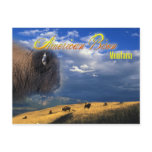 American Bison grazing in Montana Post Cards