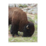 American Bison Grazing Post Card
