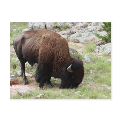American Bison Grazing Postcards by Linny88