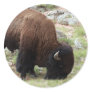 American Bison Grazing Stickers
