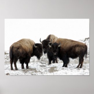 American Bison in Winter Print