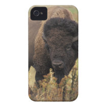 American Bison iPhone 4/4S Barely There Case Iphone 4 Case-mate Cases