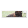 American Bison Lying Down Bumper Sticker