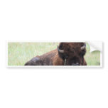 American Bison Lying Down Bumper Sticker