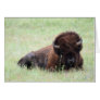American Bison Lying Down Greeting Cards