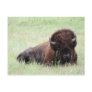 American Bison Lying Down Postcards