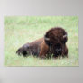 American Bison Lying Down Print