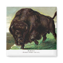 American Bison Magnet