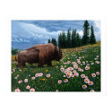 American Bison - "No Time For Flowers" posters by Karchner_Western_Art American Bison - "No Time For Flowers" posters