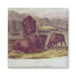 American Bison or Buffalo Fridge Magnet