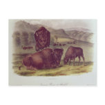 American Bison or Buffalo Post Cards
