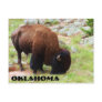 American Bison Painting Postcard