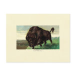 American Bison Post Card