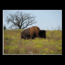 American Bison postcards