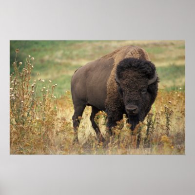 American Bison Posters by beverlytazangel
