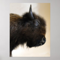 American Bison Poster