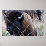 American Bison posters