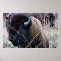 American Bison Poster