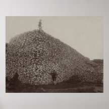 American Bison Skulls to be Ground for Fertilizer Posters