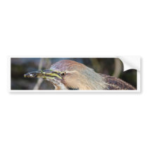 American Bittern Bumper Stickers