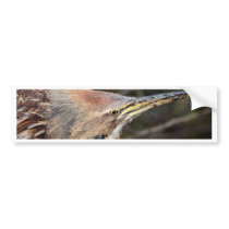 American Bittern Bumper Stickers