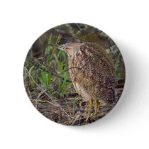 American Bittern Pinback Buttons
